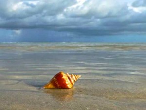 conch shell portait conch shell portait