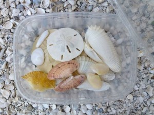 fragile seashells