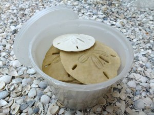 fragile seashell container