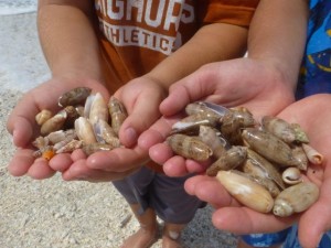 handful olive shells