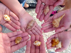 hands of shells
