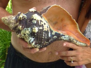 horse conch 14