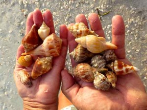 john and kathy seashells bowmans john and kathy seashells bowmans