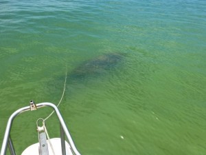 manatee by boat