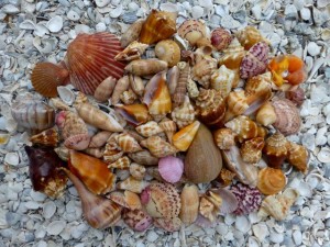 mid August Sanibel shells mid August Sanibel shells