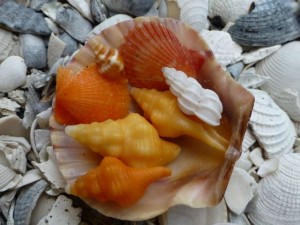 miniature sanibel shells miniature sanibel shells