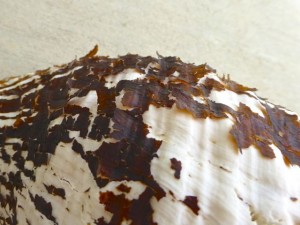 pealing seashell skin pealing seashell skin