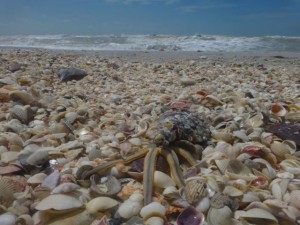 pen shells starfish sanibel isaac