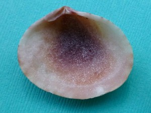 purplish semele interior