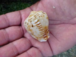 queen helmet seashell florida