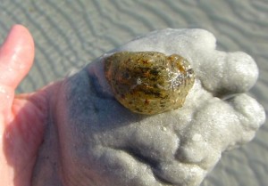 ragged sea hare ball ragged sea hare ball