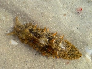 ragged sea hare bursatella leachii ragged sea hare bursatella leachii