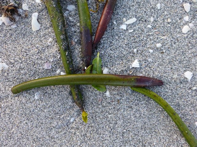 REd Mangrove Seed Pod | i Love Shelling