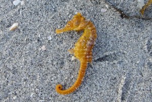 sandy salty seahorse