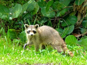 sanibel raccoon sanibel raccoon