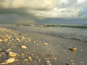 sanibel rainbow seashells sanibel rainbow seashells