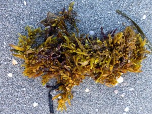 sargassum bowmans beach