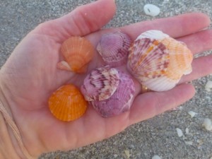 scallop shell colors