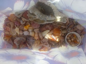 seashell bag cones candy