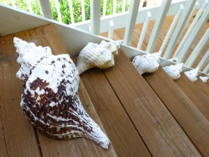 seashell steps seashell steps