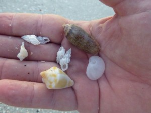 seashells lighthouse wentle baby cone