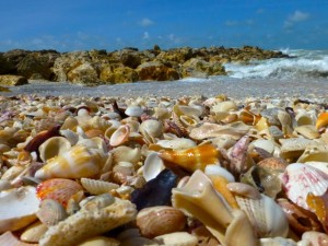 seashells of captiva southwest florida