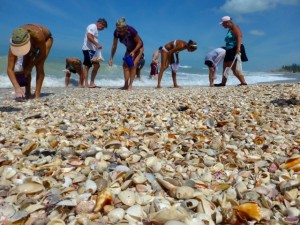 shell collector beach combers
