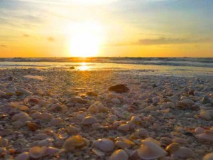 shells at sunrise sanibel point shells at sunrise sanibel point
