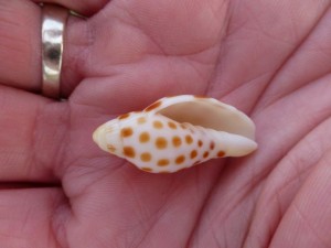 tobias juvenile ap junonia
