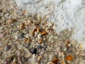 waves of seashells