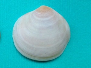 white atlantic semele