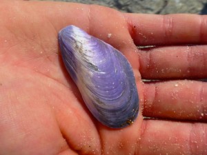 False Tulip Mussel horsemussel False Tulip Mussel horsemussel