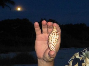 Sam junonia sanibel