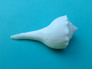 albino lightning whelk albino lightning whelk