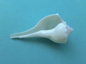albino lightning whelk ap albino lightning whelk ap