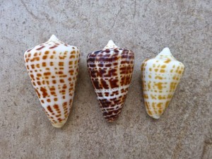 alphabet cone colors