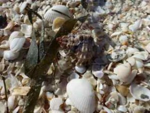 apple murex sea weed