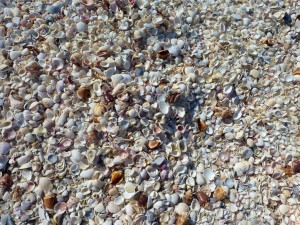 bowmans beach cyber shelling bowmans beach cyber shelling