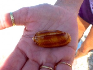 brown olive sanibel shell