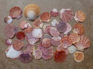 flat zic zac scallops flat zic zac scallops