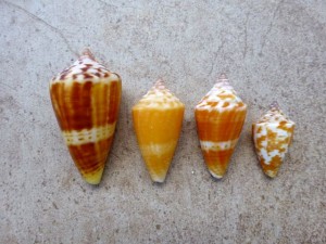 florida cone colors