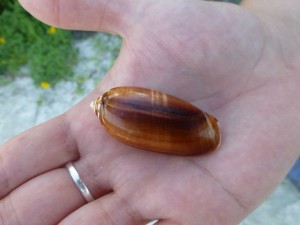 fulgur olive kari fulgur olive kari