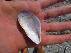interior false tulip mussel interior false tulip mussel