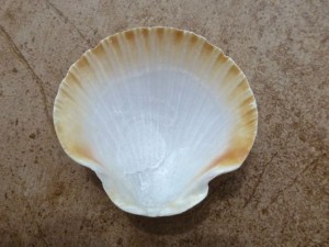 interior zig zag scallop interior zig zag scallop