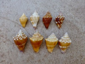 juvenile fighting conch colors