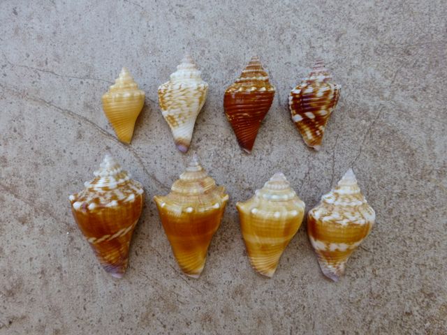 Conch Color