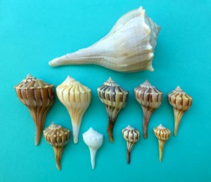 lightning whelk colors lightning whelk colors