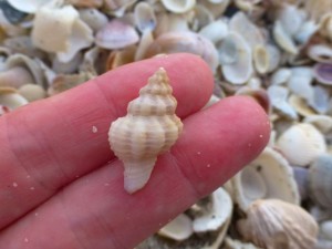 mauve-mouth drill sanibel mauve-mouth drill sanibel