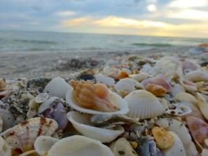 mauve mouth drill shell pile mauve mouth drill shell pile
