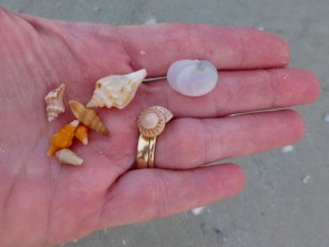miniature shells sanibel miniature shells sanibel